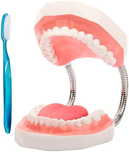 KH66ZKY 6 Пъти Увеличаване на Модел за миене на зъбите за Стоматологично обучение Модел на Миене на Зъбите Модел Детски