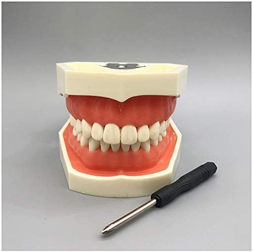 KH66ZKY Typodont Практически Модел на зъбите Подготовка Инкрустация на Устната Модел на Обучение Корони Проучване на
